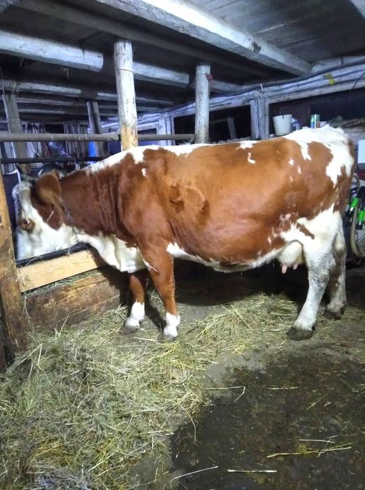 Vând vacă baltata româneasca