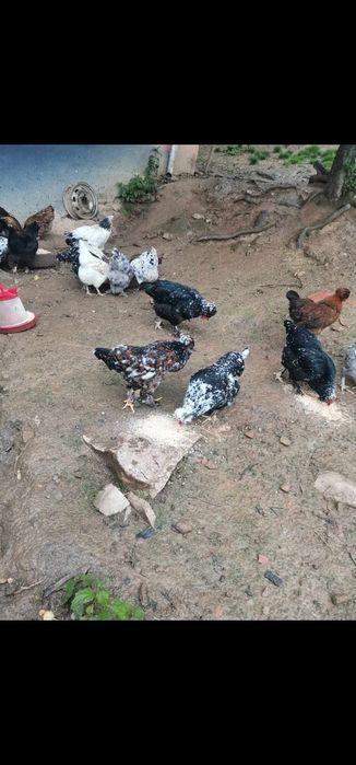 Vând pui (cocoșei) de casă
