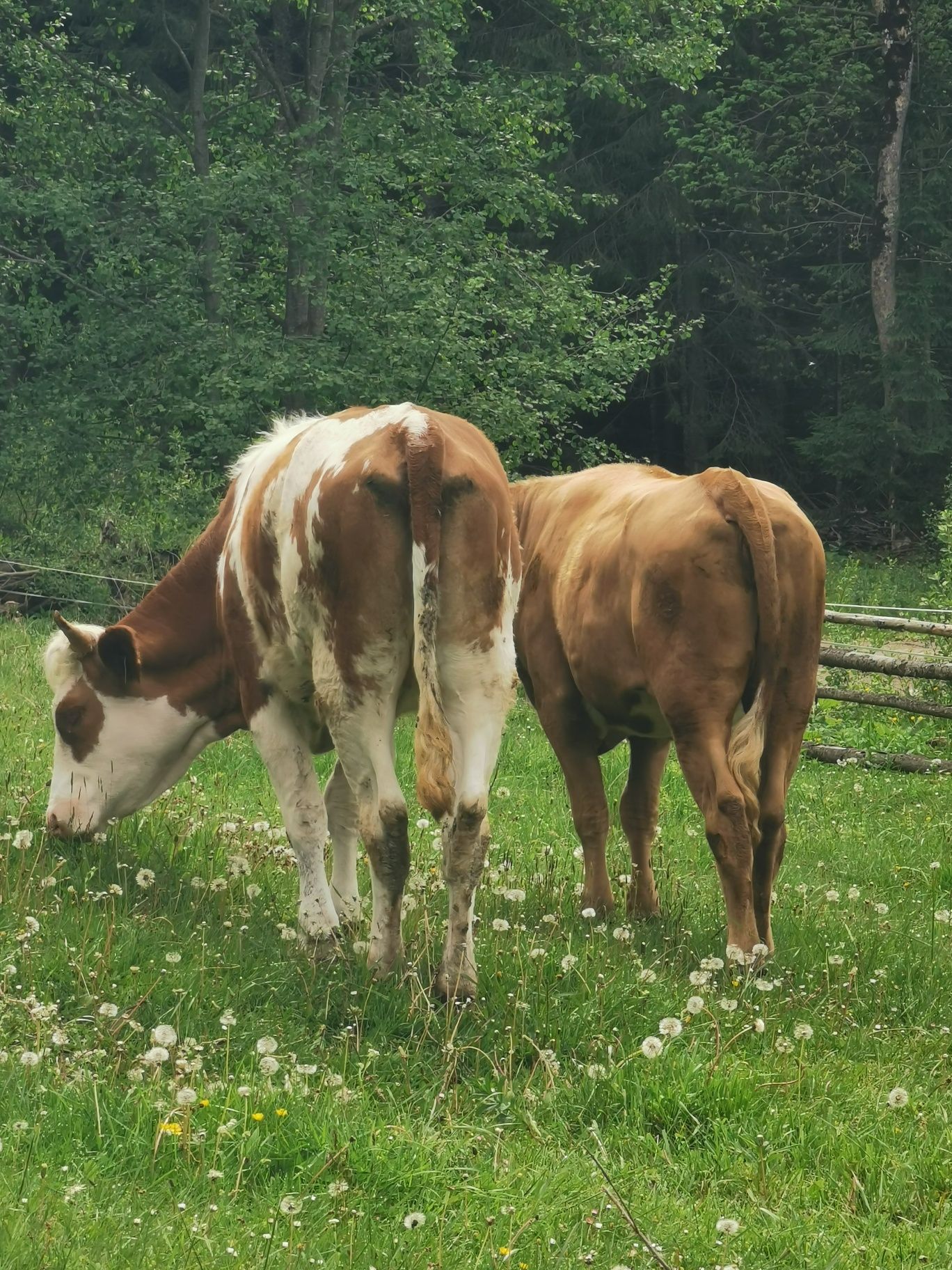 De vanzare doua junici de doi ani