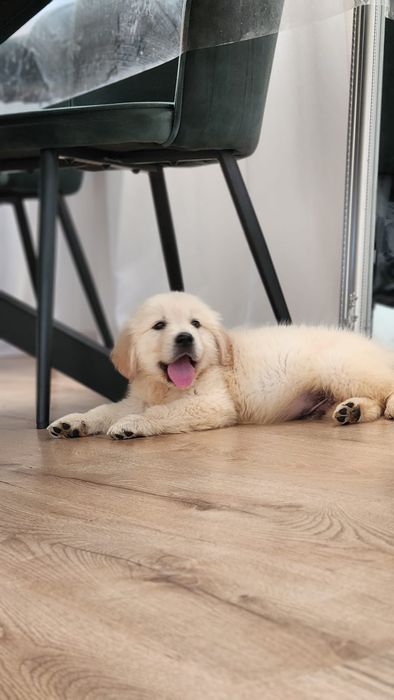 Pui Golden Retriever cu pedigree in varsta de 8 saptamani de vanzare