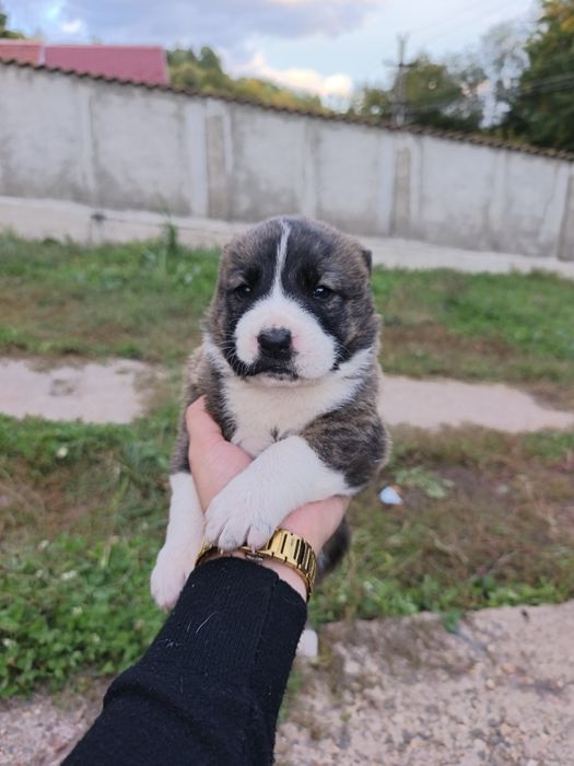 Femelă Asia centrala