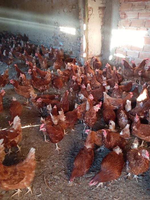 Домашни носачки за яйца