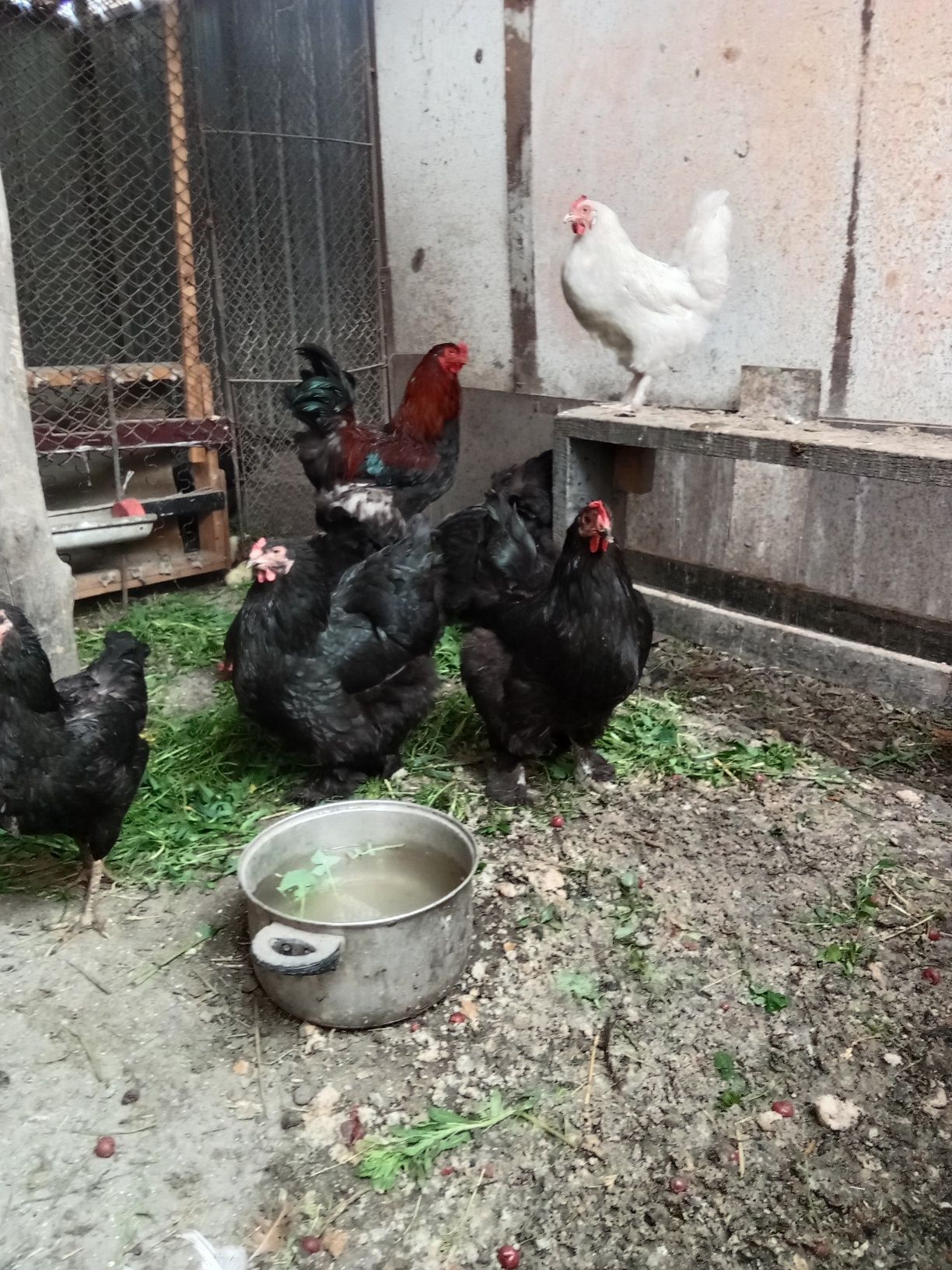 Продам домашних куреи