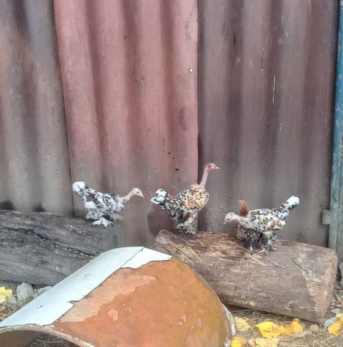 Vând perechi de pitici garlejate