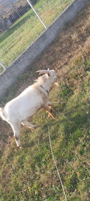 Vând țap sannen tânăr