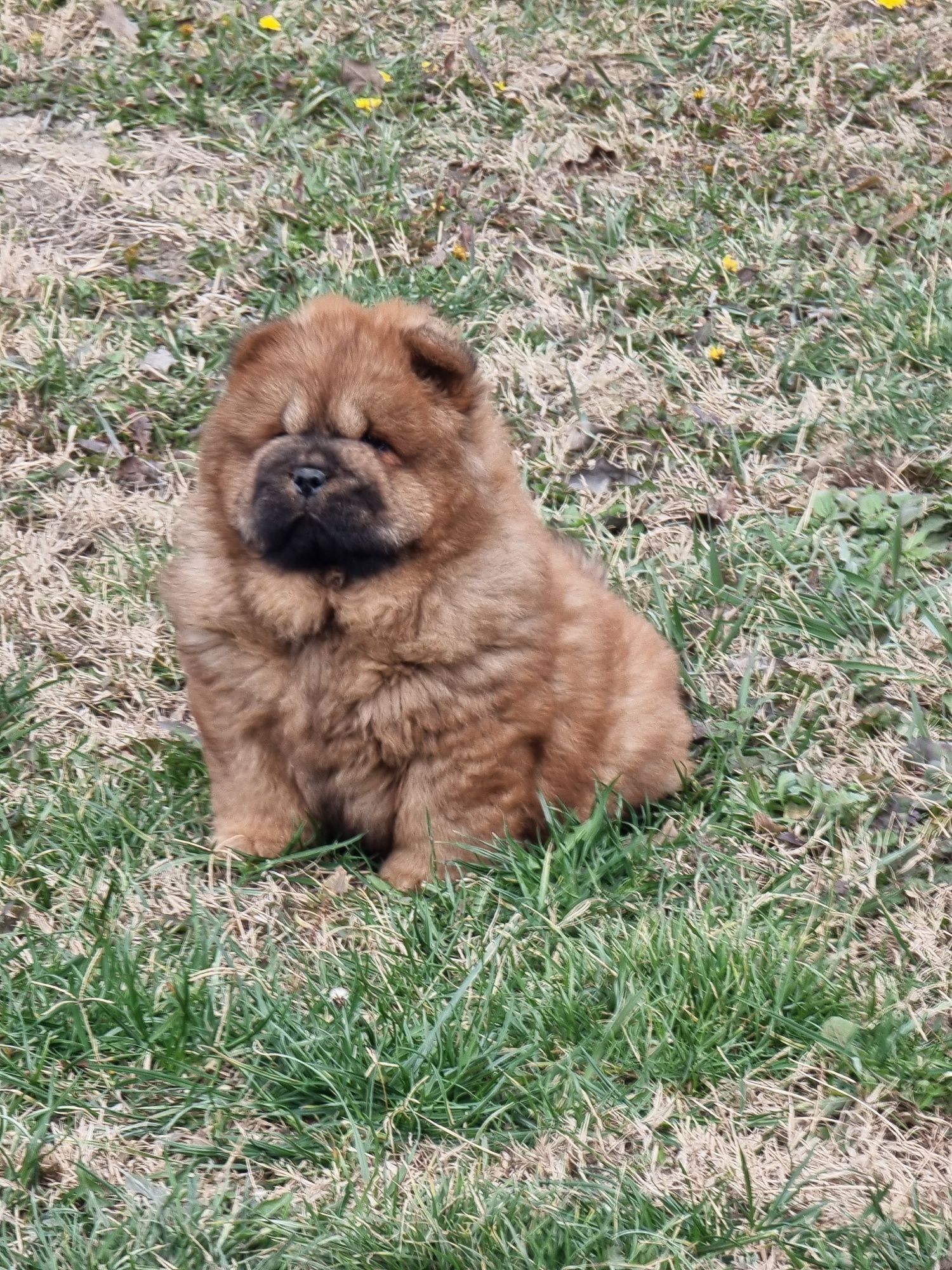Chow      chow  superbi