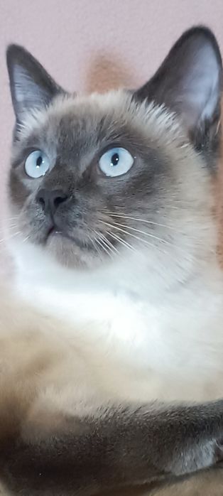 Котета  порода Тойбоб