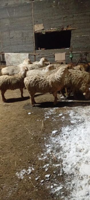 Продам баран породы Гисар