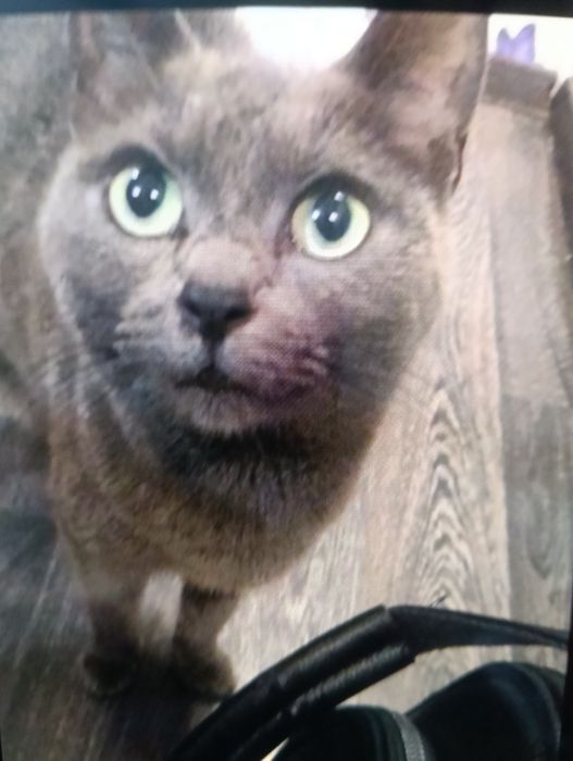 Dau spre adopție pisică