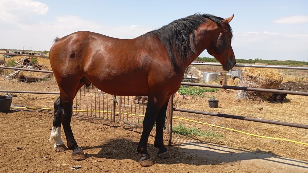 Vând cai sau schimb