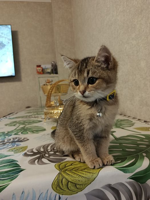 Котёнок золотая шиншилла девка