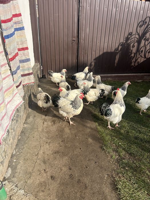 Cocosi sussex de vanzare., varsta 5 luni