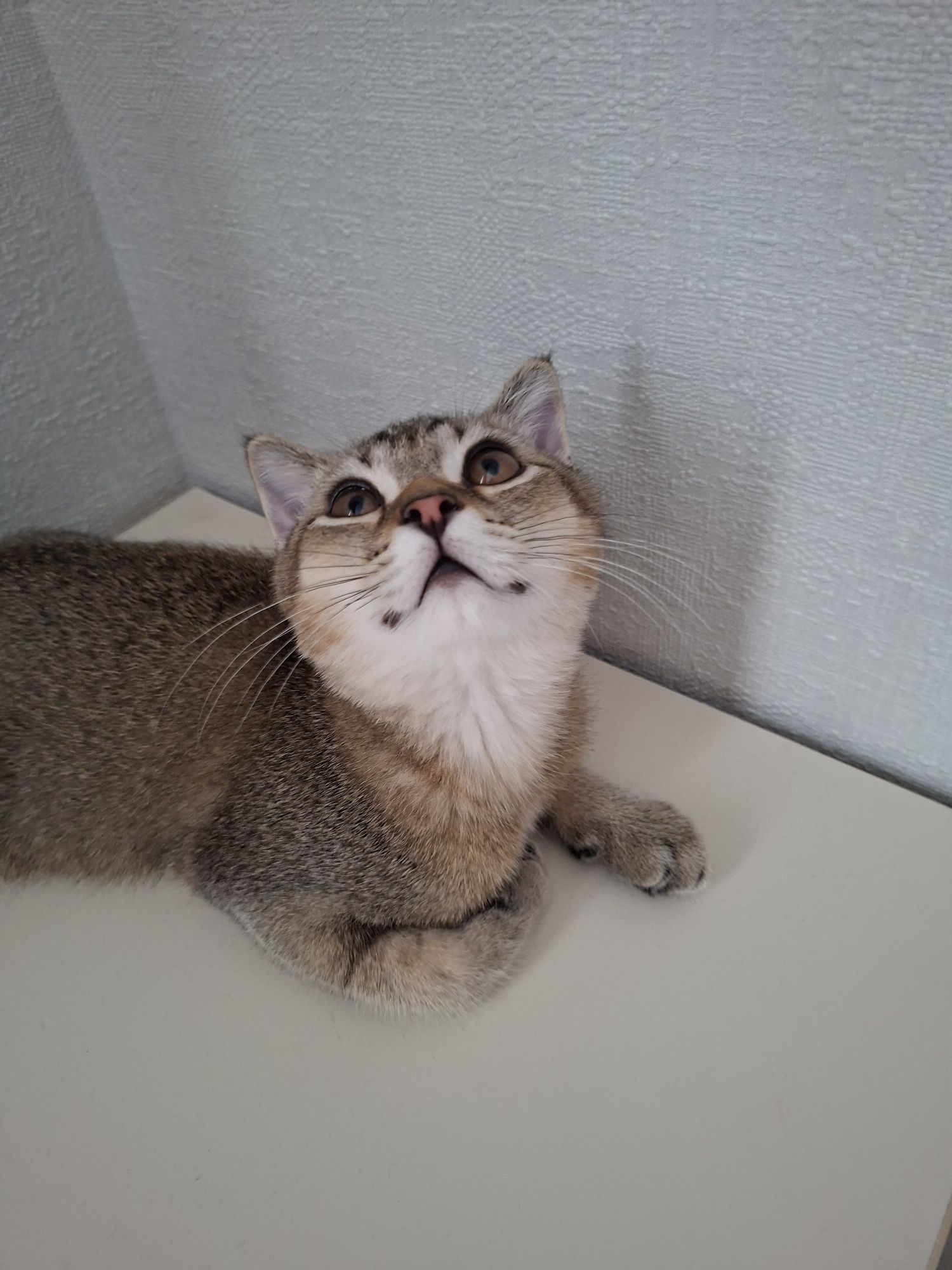 Продаю котёнка шиншилла