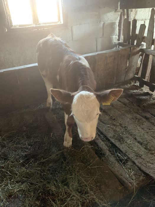 Vițel de vacă bălțată