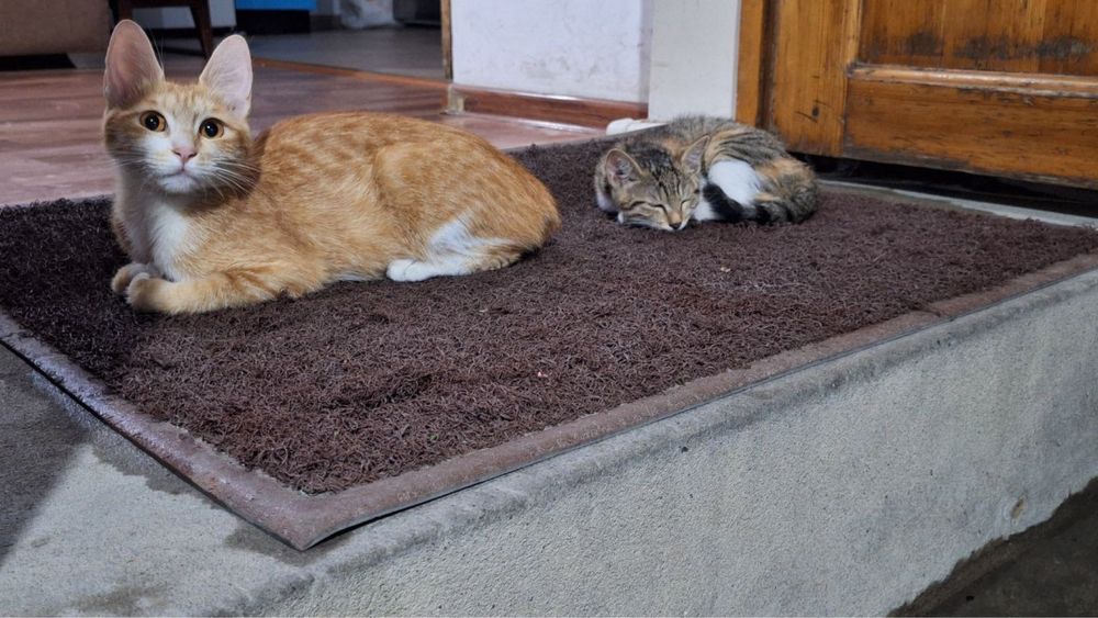 Кошка мать и детя