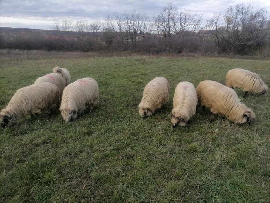 De vanzare oi pe ales