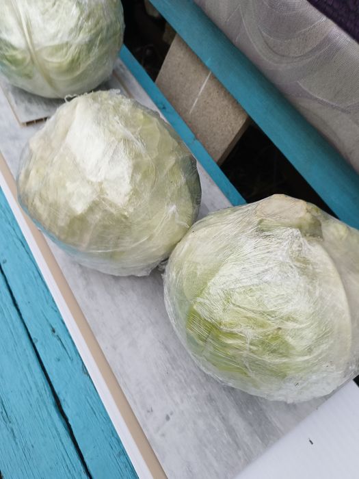 Продам свежую капусту