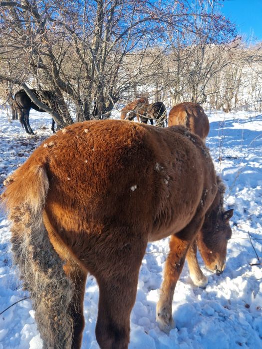 Лошади на согым.