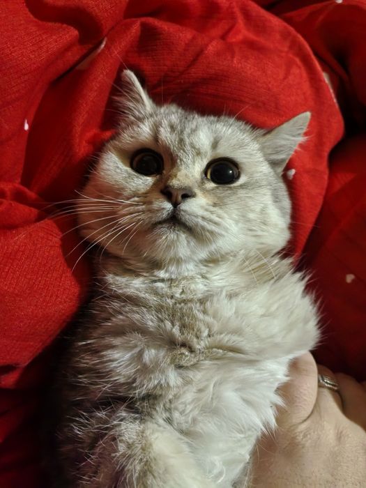 Майса мушук 6 ойли