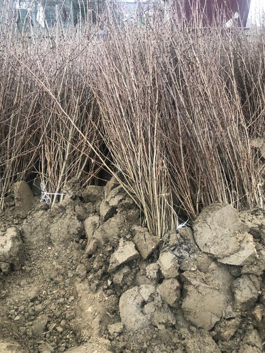 Vând puieți de salcâm