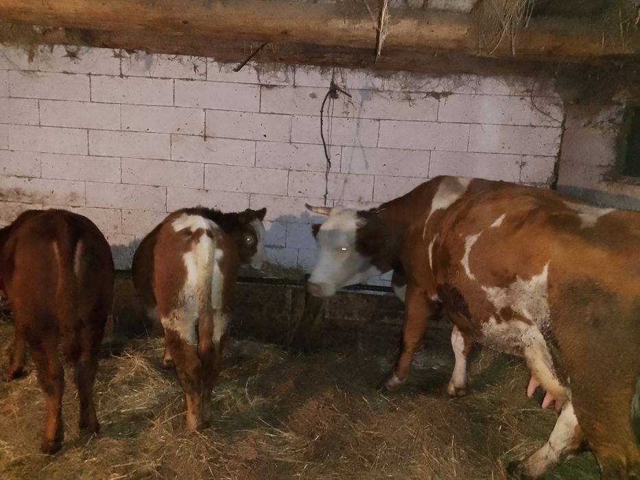 Vând vițele de vaca , vârstă 4 luni