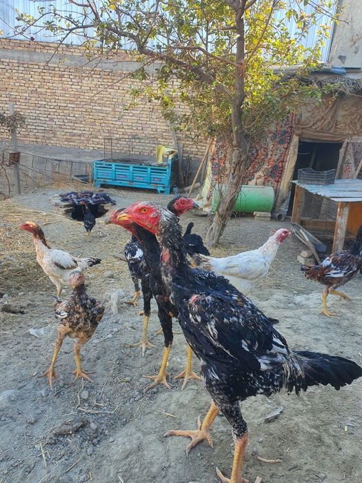 Хурозлар сотилади