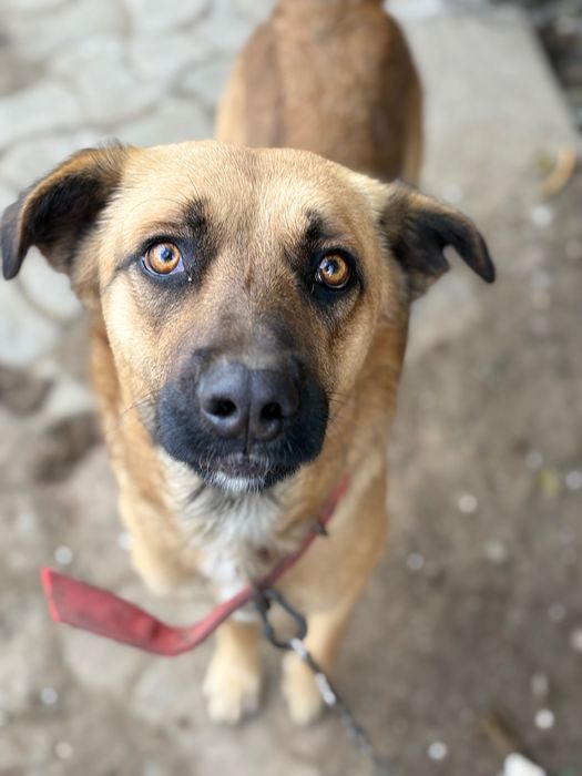 Boss,metis Malinois–blând,devotat și foarte inteligent,caută familie