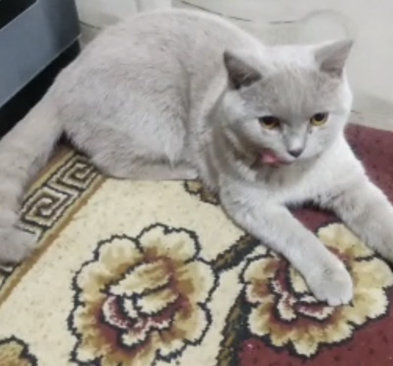 Кошка (мальчик) британец, прививки сделанные