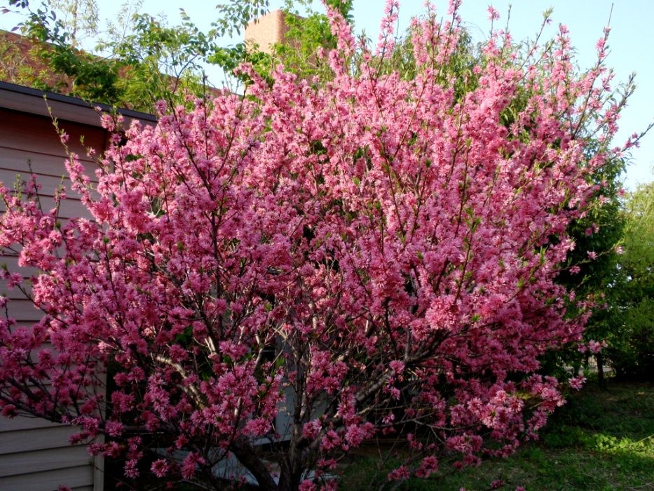 Японска Слива-(Prunus triloba)Промоция!!!