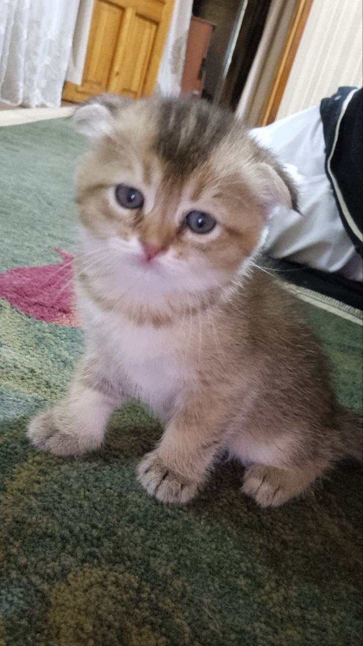 Toza qon mushuklar sotiladi