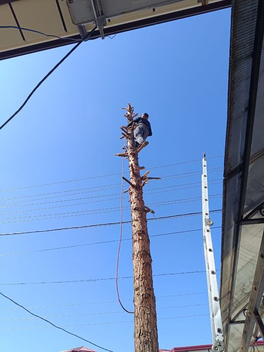 Дарахт Кесиш.Спиль.Деревьев.Обреска.Кустарники