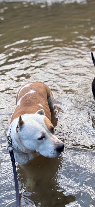 Femela Amstaff pedigree