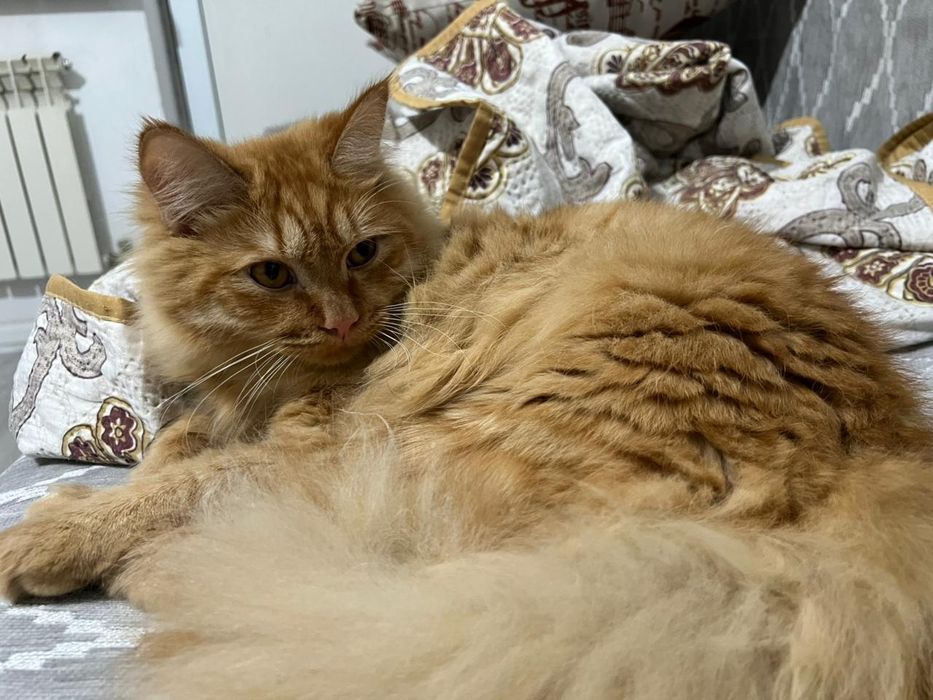 Отдам в добрые руки котика