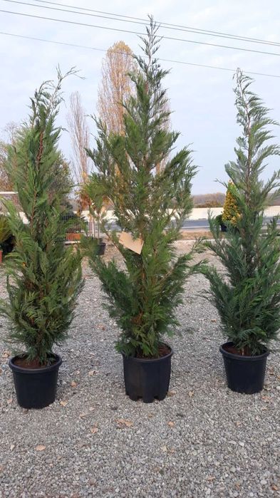 Leylandii Verde Auriu Pentru Gradina sau curte , Transport gratuit
