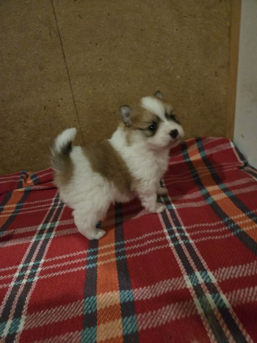 Померан - мини шпиц 3кг.