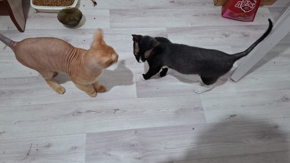 Сфинкс кошка и кот