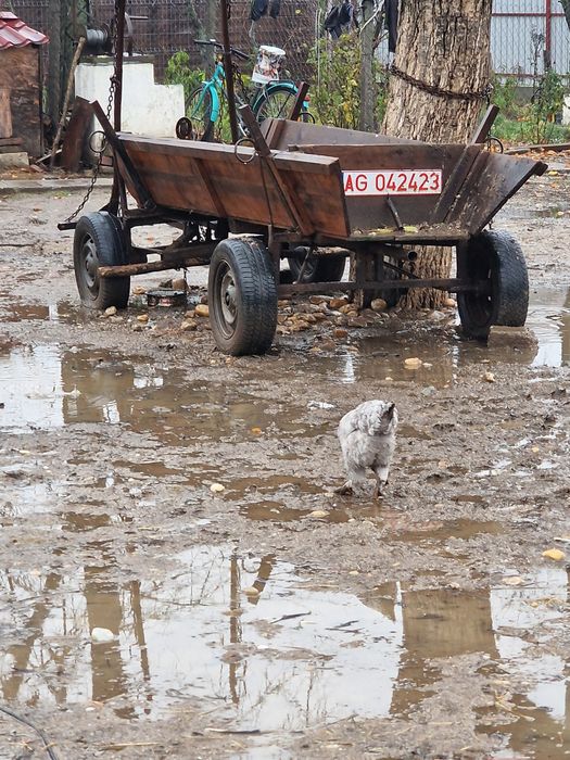 De vânzare căruță ușoară