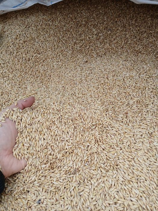 Vand Orz productie 2025