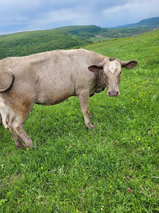 vand juninca fatata si vaci cu lapte si juninci montate.