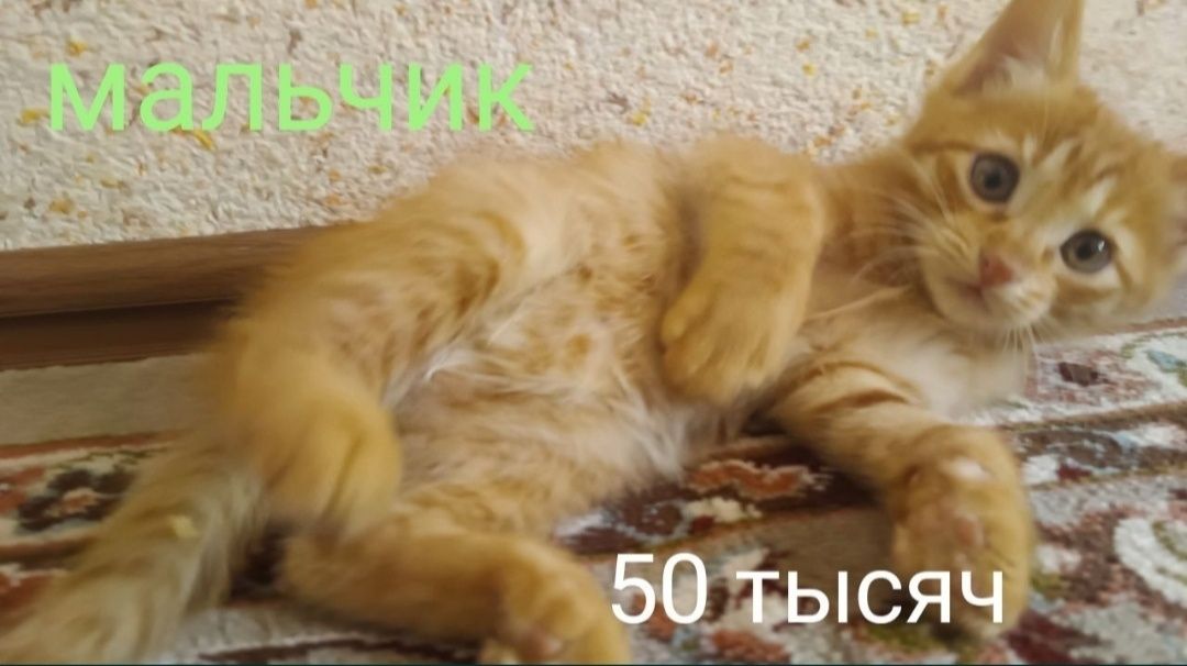 Продаются котята