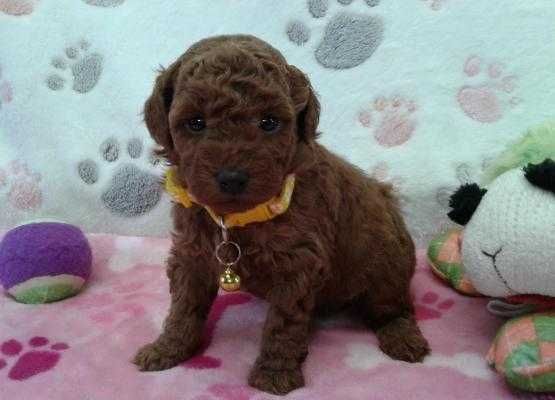 Pudel red de vanzare talie mini, nu lasa par,fara miros/transport