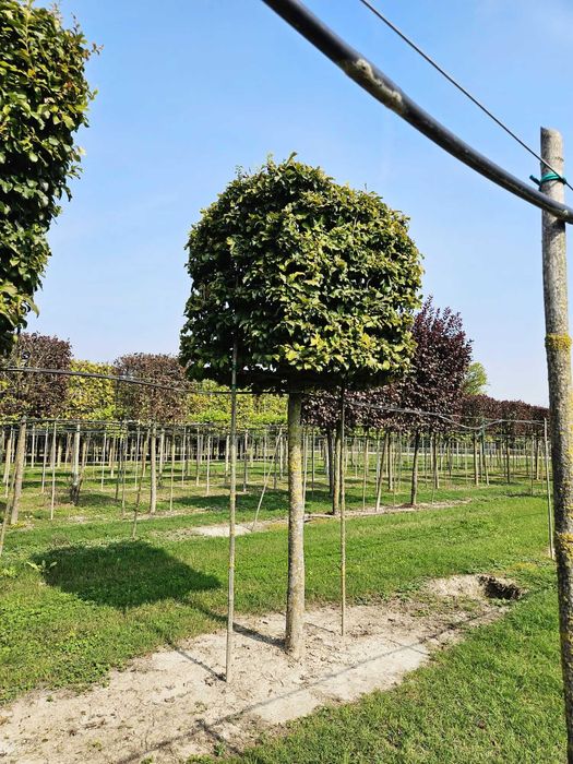 Maslin Secular 100 de ani , Cedru Palmieri, Buxus