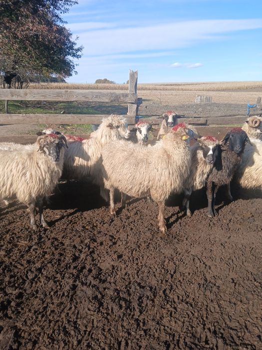 Vînd  10 oi grase și bune la gura