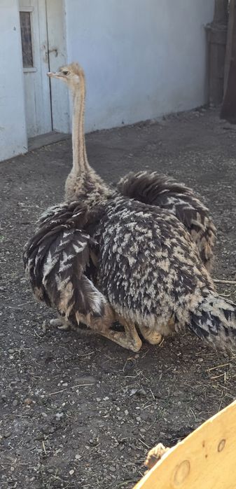 Struți de vânzare!