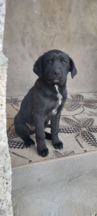 Лабладор+дворняга
