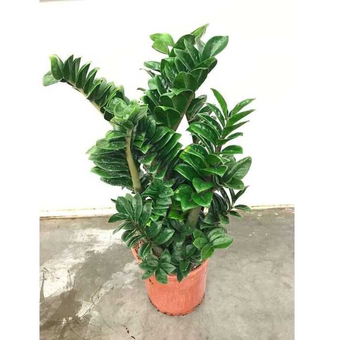 Замиокулькас Зензи