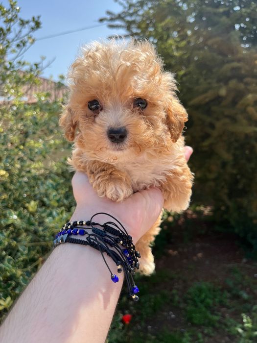 Pui Maltipoo baiat 2 luni