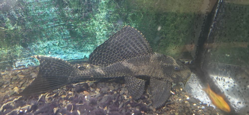 Pleco 35cm sanatos