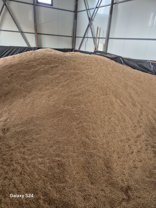 Vind cereale producție 2025