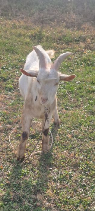 Vând țap sannen tânăr